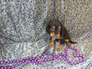 Cavalier King Charles Spaniel Puppy for sale in Moss Point, MS, USA