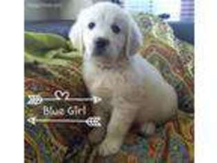 Mutt Puppy for sale in Georgetown, IN, USA
