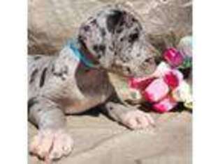 Great Dane Puppy for sale in Williamston, SC, USA