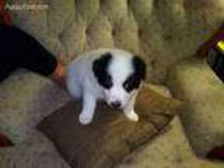 Border Collie Puppy for sale in Cedar Springs, MI, USA