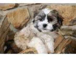 Bichon Frise Puppy for sale in Hamilton, OH, USA