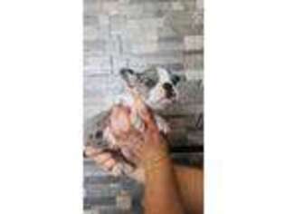 French Bulldog Puppy for sale in Chino, CA, USA