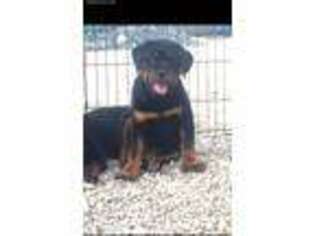 Rottweiler Puppy for sale in Austin, TX, USA