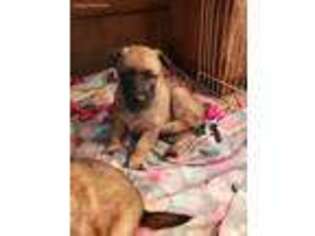 Belgian Malinois Puppy for sale in Lagrange, OH, USA