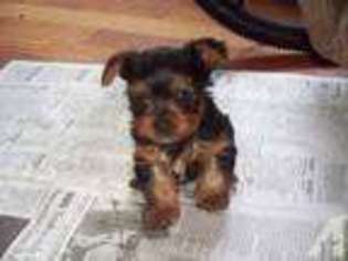 Yorkshire Terrier Puppy for sale in REDDICK, FL, USA