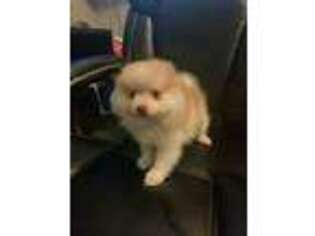 Pomeranian Puppy for sale in Middleboro, MA, USA