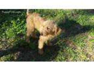 Labradoodle Puppy for sale in Graham, NC, USA