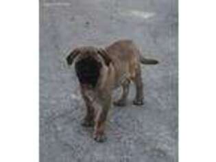 Bullmastiff Puppy for sale in Rockwall, TX, USA