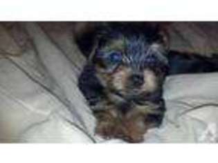 Yorkshire Terrier Puppy for sale in GLOUCESTER, VA, USA
