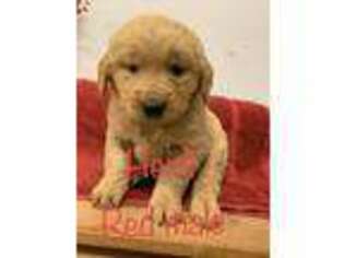 English Springer Spaniel Puppy for sale in Ehrhardt, SC, USA