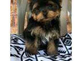 Yorkshire Terrier Puppy for sale in Gilmer, TX, USA