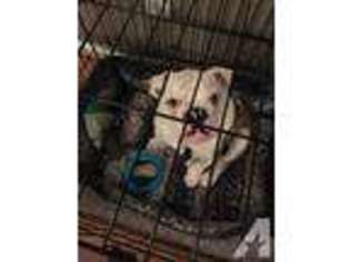 Bulldog Puppy for sale in APEX, NC, USA