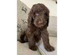 Labradoodle Puppy for sale in Ramona, CA, USA