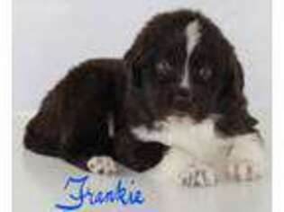 Newfoundland Puppy for sale in Hesperia, MI, USA