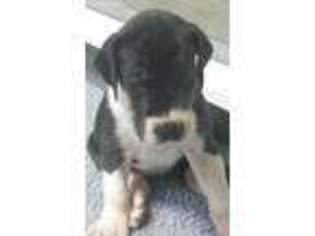 Great Dane Puppy for sale in Coal City, IL, USA