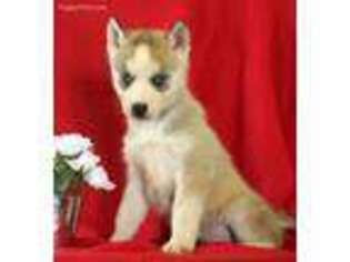 Siberian Husky Puppy for sale in Elizabethville, PA, USA