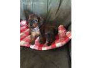Dachshund Puppy for sale in Exeter, CA, USA