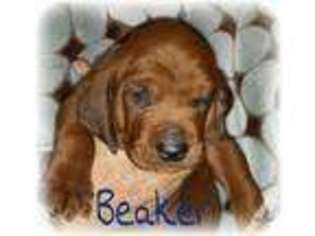 Redbone Coonhound Puppy for sale in DALLAS, TX, USA