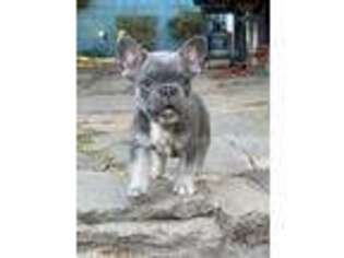 French Bulldog Puppy for sale in Rancho Cucamonga, CA, USA