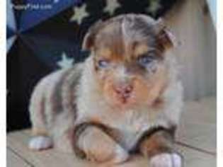 Australian Shepherd Puppy for sale in Memphis, MO, USA