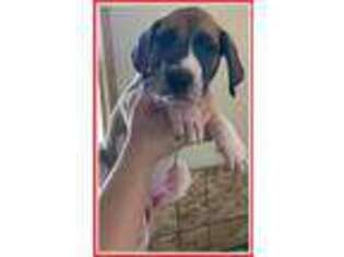 Great Dane Puppy for sale in Cedar Rapids, IA, USA