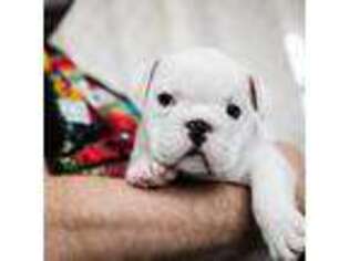 Bulldog Puppy for sale in Robinson, IL, USA