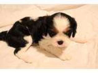 Cavalier King Charles Spaniel Puppy for sale in Gulfport, MS, USA