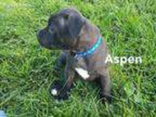 Staffordshire Bull Terrier Puppy for sale in Piedmont, SD, USA