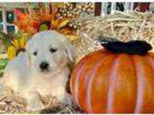 Mutt Puppy for sale in Windsor, PA, USA