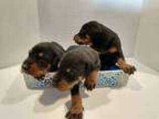 Doberman Pinscher Puppy for sale in Rockford, IL, USA
