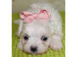 Maltese Puppy for sale in Colcord, OK, USA
