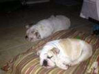 Bulldog Puppy for sale in NEEDVILLE, TX, USA