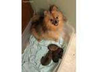 Pomeranian Puppy for sale in Rogers City, MI, USA