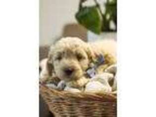 Goldendoodle Puppy for sale in Warsaw, OH, USA