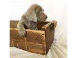 Weimaraner Puppy for sale in Dundee, NY, USA