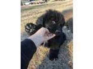 Newfoundland Puppy for sale in Guthrie, KY, USA