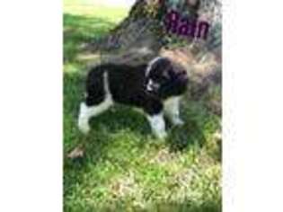 Newfoundland Puppy for sale in Lewisburg, KY, USA