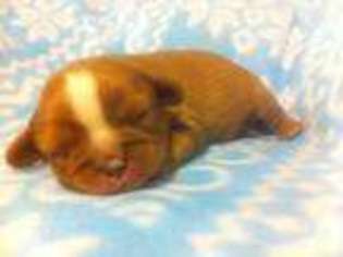 Cavalier King Charles Spaniel Puppy for sale in CAMPBELLSVILLE, KY, USA