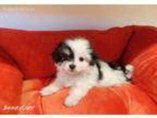 Maltipom Puppy for sale in Fremont, CA, USA