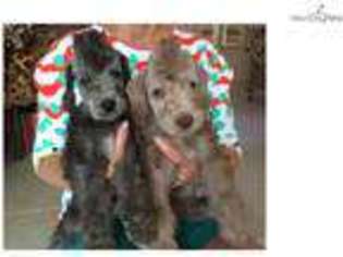 Bedlington Terrier Puppy for sale in Fort Worth, TX, USA