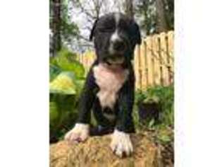 American Staffordshire Terrier Puppy for sale in Shannon, IL, USA