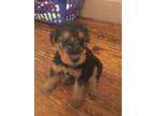 Airedale Terrier Puppy for sale in Elizabethtown, KY, USA