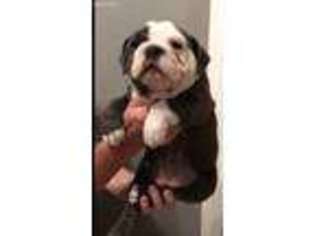 Olde English Bulldogge Puppy for sale in Union Grove, AL, USA