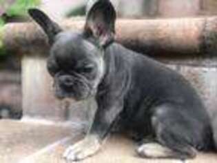 French Bulldog Puppy for sale in Uniondale, NY, USA