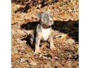 Mutt Puppy for sale in Blythewood, SC, USA