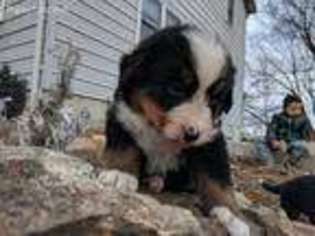 Bernese Mountain Dog Puppy for sale in Latham, MO, USA