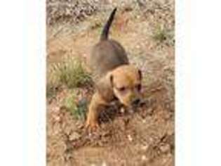 Dachshund Puppy for sale in Albuquerque, NM, USA