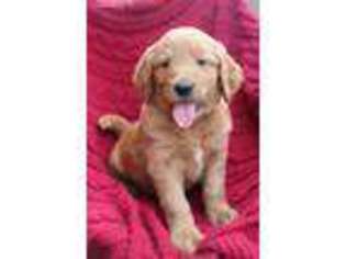 Goldendoodle Puppy for sale in Newport, PA, USA