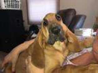 Bloodhound Puppy for sale in Platteville, CO, USA
