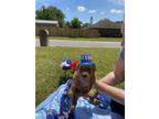 Golden Retriever Puppy for sale in Pensacola, FL, USA